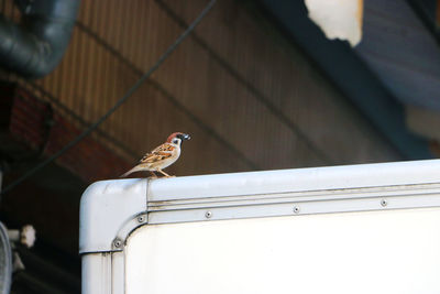 Low angle view of bird perching on wall