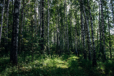 Pine trees in forest