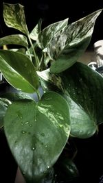 Close-up of wet plant leaves