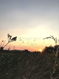 Silhouette birds flying in the sky