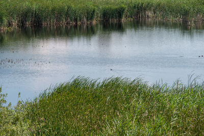 Scenic view of lake