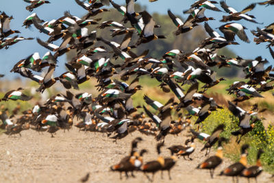 Flock of birds on a land