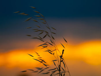 Close-up of silhouette plant against sunset sky