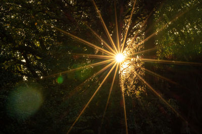 Low angle view of sunlight streaming through trees in forest