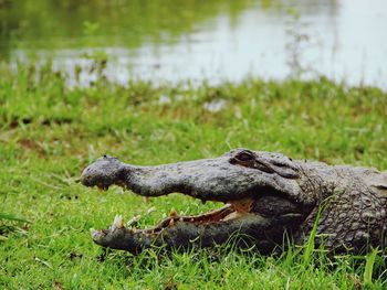View of grassy field