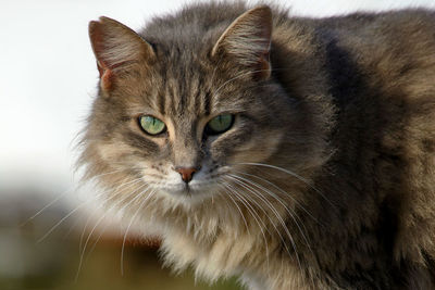 Close-up portrait of a cat