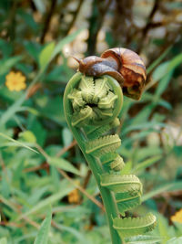 Snail on spiral fiddleheads fern, beautiful for background and template