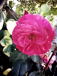 Close-up of pink flowers blooming outdoors