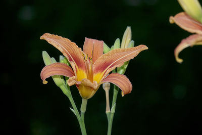 Close-up of day lily plant