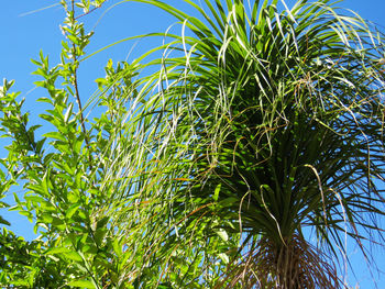 Low angle view of palm tree against blue sky