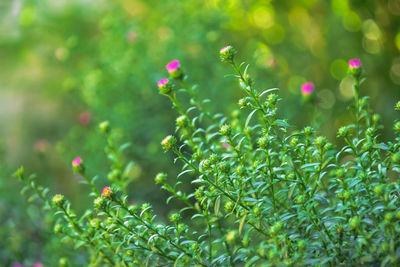 Close-up of flowering aster plants with green leaf in the garden.