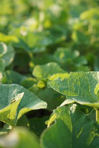 Close-up of green leaves