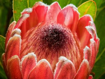 Close-up of pink flowers