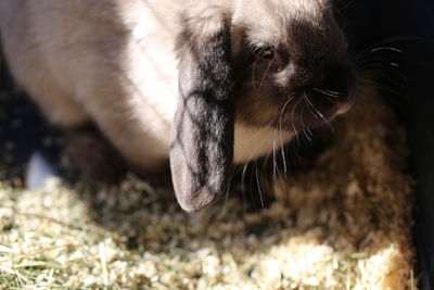 Close-up of a dog