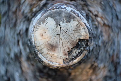 Close-up of tree stump in forest