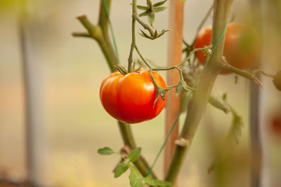 Close-up of tomatoes on plant