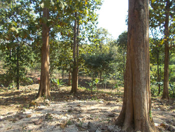 Trees in forest