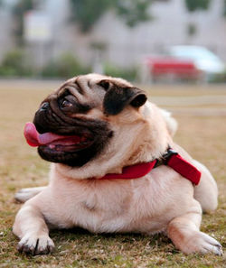 Close-up of dog sitting outdoors