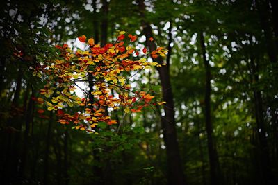 Low angle view of tree branches