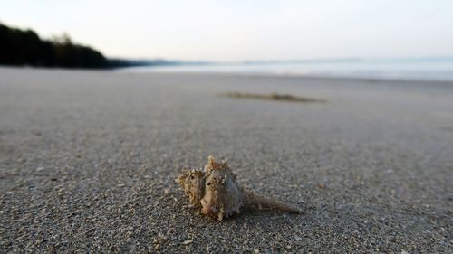 Close-up of hermit crab on sand at beach