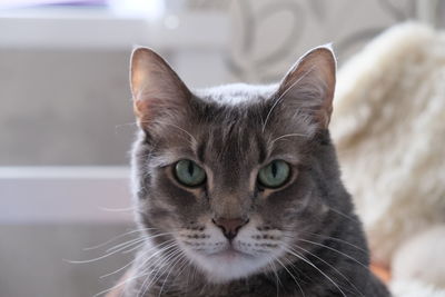 Close-up portrait of tabby cat