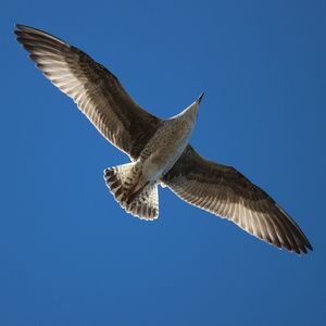 Low angle view of eagle flying against clear blue sky