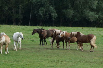 Horses in a field