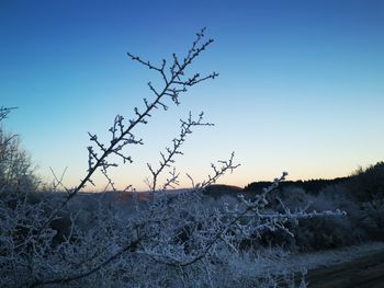 Plants growing on land against clear sky