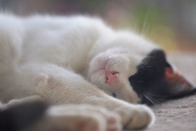 Close-up of cat sleeping