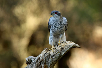 Close-up of bird perching on branch