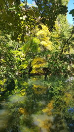 Trees by lake in forest