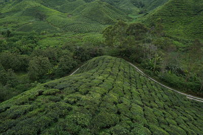 View of green landscape