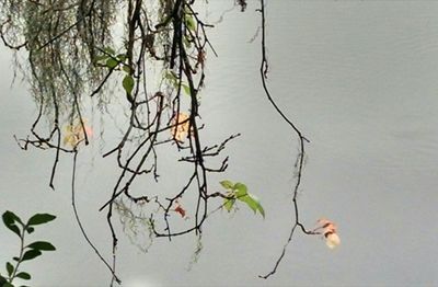 Close-up of dead plant by lake against sky