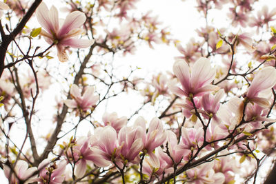 Close-up of pink cherry blossoms in spring