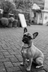 Portrait of dog boston terrier