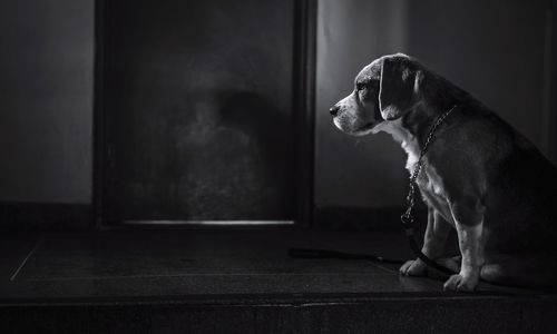 Dog looking away while sitting on floor at home