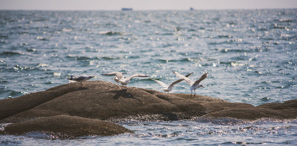 Birds perching on rock in sea