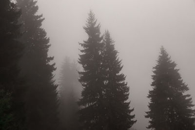 Low angle view of pine trees against sky during winter