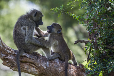 Monkey sitting on tree