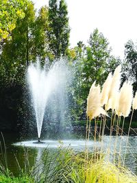 Water spraying on tree against sky