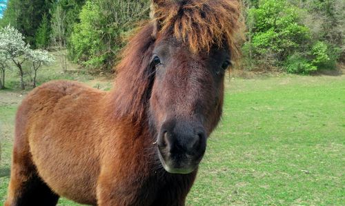 Portrait of horse standing on grassy field