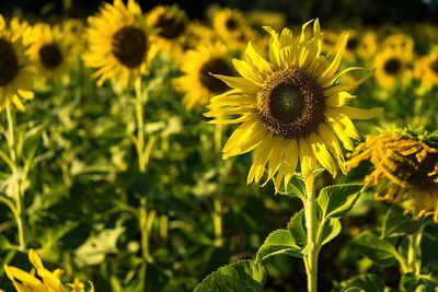 Close-up of sunflower on field