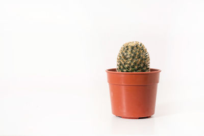 Close-up of potted cactus plant against white background