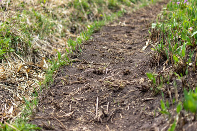 High angle view of lizard on field