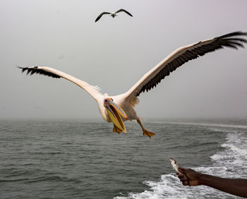 Seagull flying over sea against sky