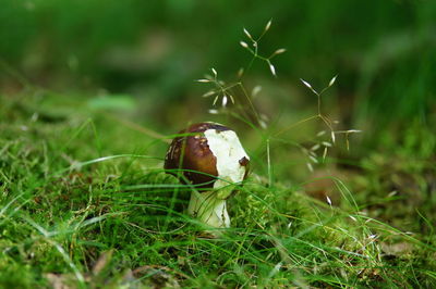 Close-up of mushroom growing on field