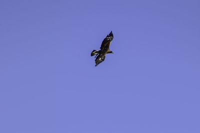 Low angle view of a bird flying