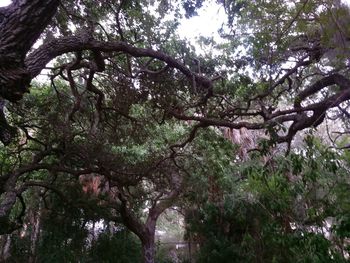 Trees in forest