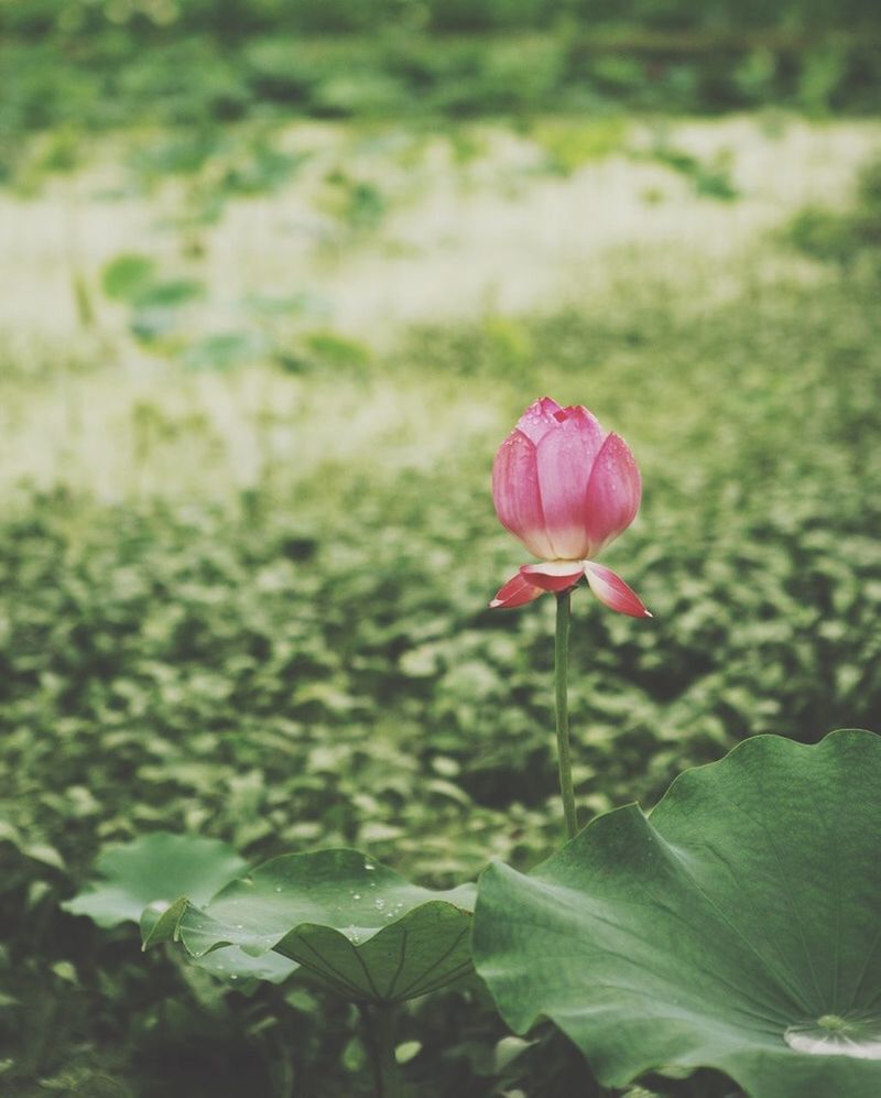 PINK FLOWER BLOOMING OUTDOORS