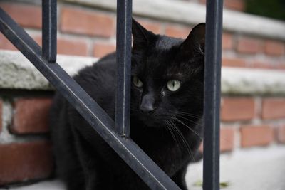 Close-up portrait of black cat